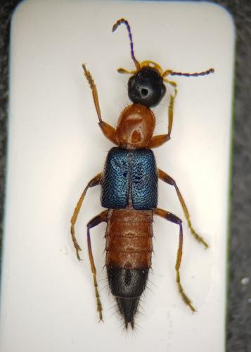 Paederus fuscipes